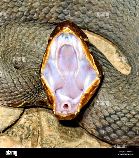 snake mouth open